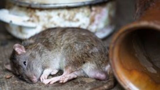 Rattengift: Cumarinvergiftungen bei Hunden & Katzen [04|21]