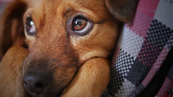 Hunde & Tabletten sind natürliche Feinde. Wie sie zu Freunden werden.
