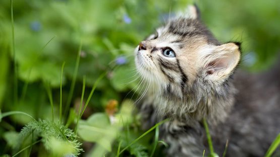 Ziergräser können bei Katzen zu inneren und äußeren Verletzungen führen.