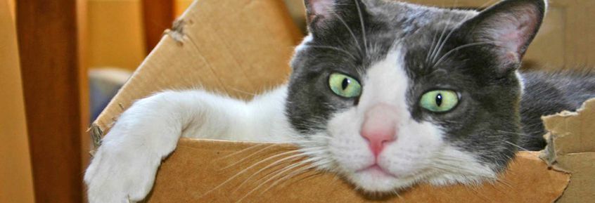 Katzen lieben Kisten & Kartons: reicht auch eine Illusion? 