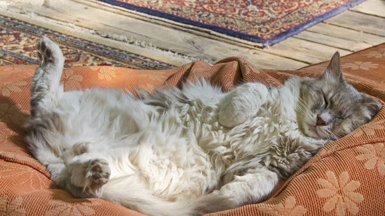 Aber bitte nicht Kuscheln, Katze schläft gerade.