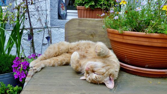 Beobachten Sie Ihre Katze: liegt sie entspannt auf dem Rücken oder wirkt sie aggressiv ...