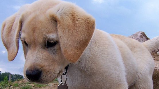 Erste Symptome der Labrador Myopathie treten im Welpenalter auf
