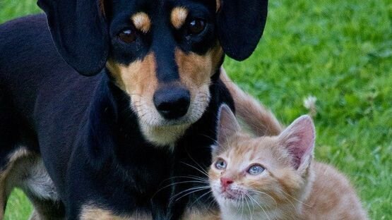 Katzen- und Hunde-Senioren sollten einmal pro Jahr durchgecheckt werden.