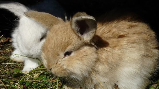 Herpes simplex, der Erreger der Fierblase, ist eine tödliche Gefahr für Kaninchen.
