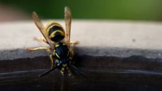 Vorsicht! Allergische Reaktion auf Bienen- und Wespenstiche