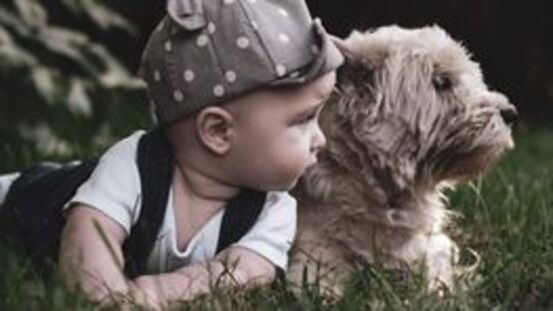 Kind & Hund: Missverständnis vorprogrammiert