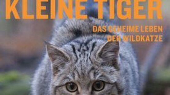 Buchtipp  No73: Europas kleine Tiger