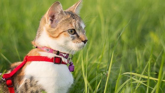 Petdoctors mehrWissen: Checklisten, Katzensitter, Katzenpension ...