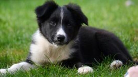 TNS: Trapped Neutrophil Syndrom des Border Collie