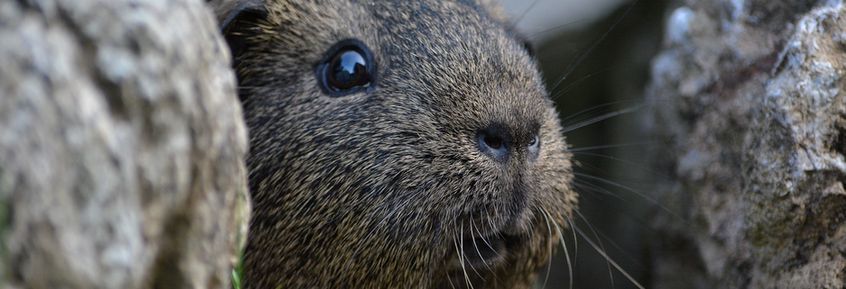 Richtig oder Falsch? Meerschweinchen möchten Gassi gehen.