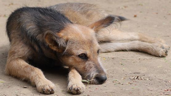 Hunde aus dem Tierschutz haben es oft viel schwerer in ihrem neuen Zuhause anzukommen.