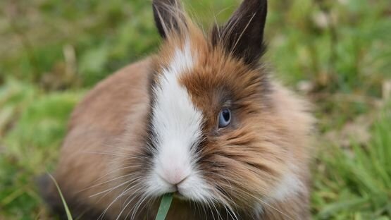 Kaninchen leiden sehr häufig unter Erkrankungen der Nieren