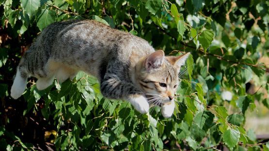Die Veranlagung zur Jagd ist in den Genen der Katze fest verankert 