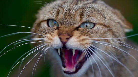 Die Katze hat 26 Milchzähne und nach dem Zahnwechsel 30 bleibende Zähne