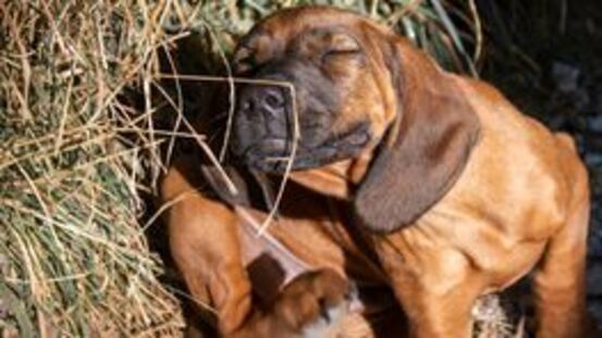 KräuterWissen Hunde: Spray gegen Juckreiz bei Grasmilben