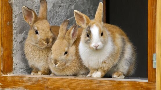 Kaninchen: Hautkrankheit, Hautentzündung, Juckreiz, Geschwüre, Schmerzen