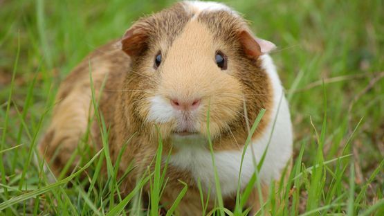 petdoctors.at Komplementärmedizin, Meerschweinchen, Verletzungen, Wunden, Infektion, Manuka Honig, Beinwell, Lasertherapie 