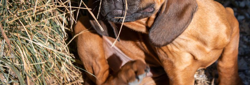 KräuterWissen Hunde: Spray gegen Juckreiz bei Grasmilben