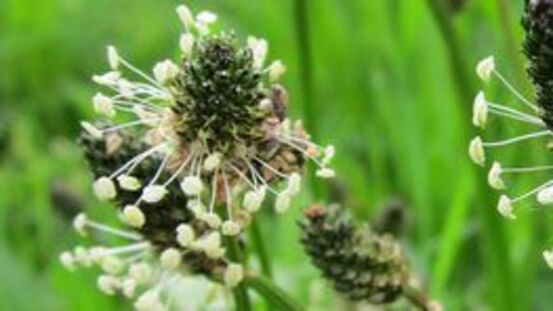 KräuterWissen: Spitzwegerichbalsam hilft bei Insektenstichen 