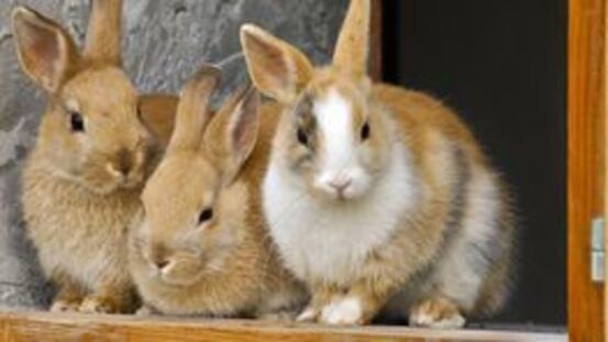 Die nekrotisierende Dermatitis bei Kaninchen [07|21]