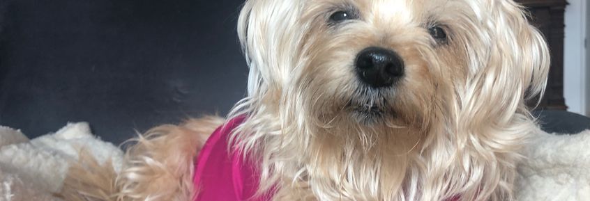 Das Thundershirt hilft Hunden bei Angst und Panik