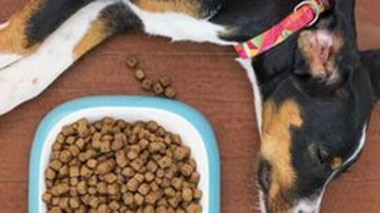 Vitamine, Mineralstoffe und Öle: Futterergänzungsmittel Hunde