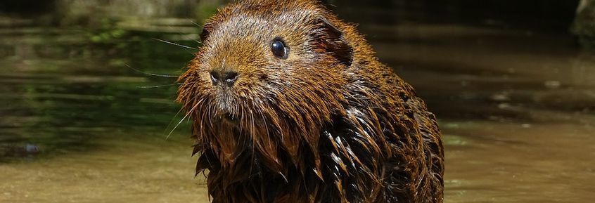 Meerschweinchen sind Nichtschwimmer [08|21]