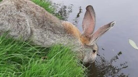 Können unsere Kaninchen eigentlich schwimmen? [08|21]