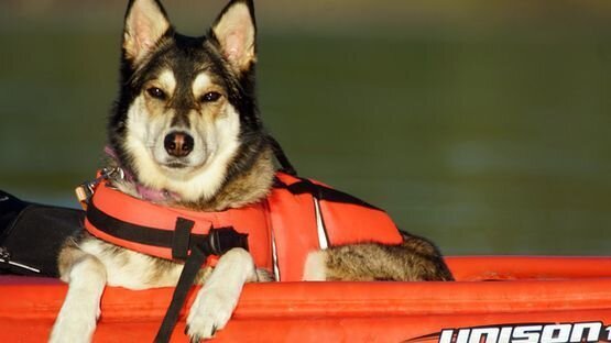 Freizeit, Schwimmen und Spaß eine Schwimmweste gibt Hunden Sicherheit 