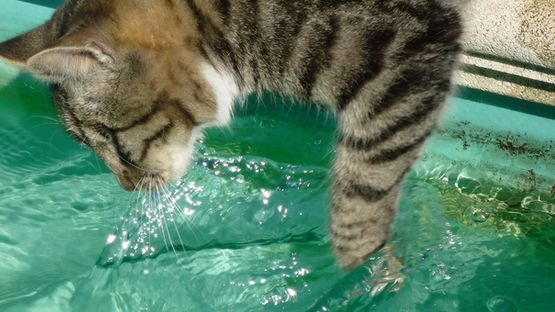 Katzen könnten sehr gut schwimmen, vorausgesetzt sie wollen