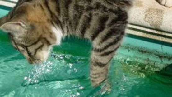 Alle Katzen sind wasserscheu: 3 Ausnahmen bestätigen die Regel