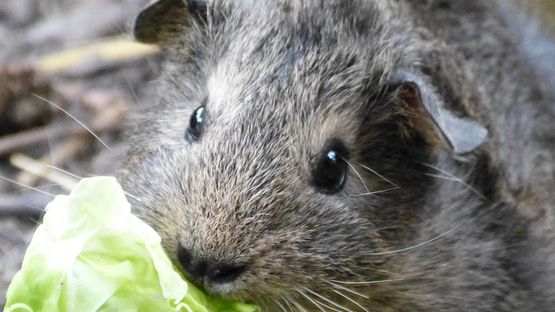 Immer Heu und frisches Wasser, Frischfutter, Kraftfutter als Belohnung 