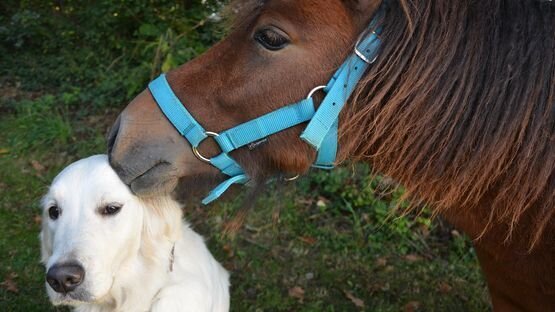 Leckerlies Vom Pferd Für Hunde