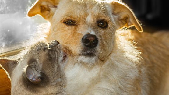 Petdoctors, FAQs, Katze, Hund, künstliche Gelenke, Implantate, Hüfte, Knie, Ellbogen