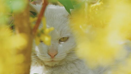 Antibiotika: Einsatz, Wirkung & Nebenwirkung bei Katzen 