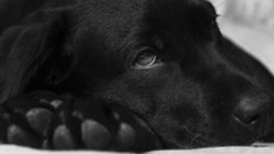 Antibiotikatherapie bei Hunden: Pro & Contra [10|21]