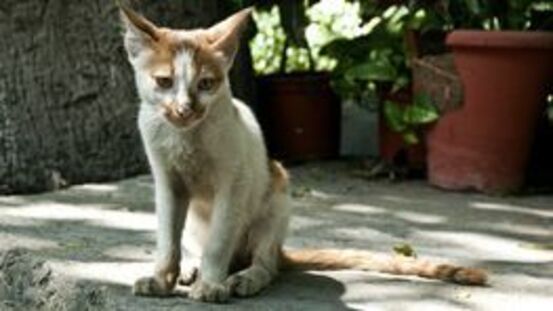 Hepatom: 14 Symptome für Lebertumor bei Katzen [11|21]