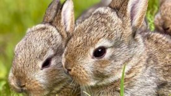 Lymphome häufiger auftretende Tumore bei jungen Kaninchen