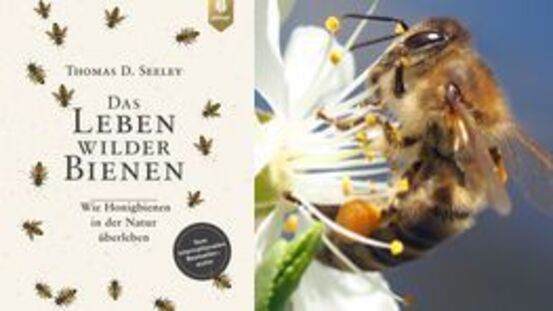 Buchtipp No103: Das Leben wilder Bienen