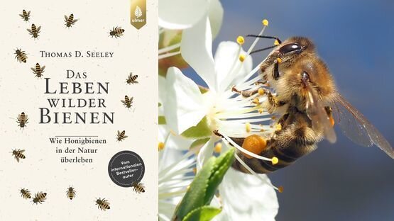 Petdoctors.at, Buchtipp, Natur, Umwelt, Honigbiene, Thomas D. Seeley, Verlag Eugen Ulmer 
