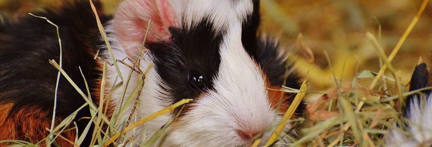 CBD für Meerschweinchen & Kaninchen: Hilfe für alle Felle]