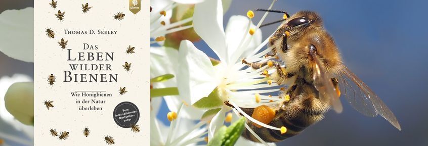 Buchtipp No103: Das Leben wilder Bienen