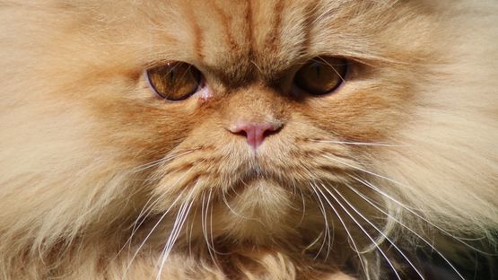 #MdehrWissenaufPetdoctors, Krankheit, Wasserkopf, Gendefekt, Munchkin-, Känguru-, Perserkatze