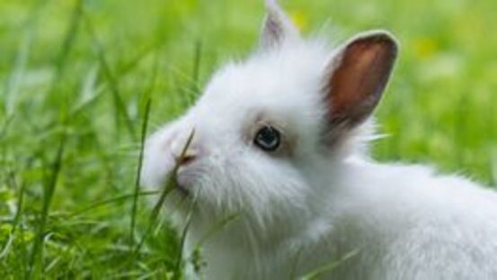 Megacolon-Syndrom: Scheckengen macht Kaninchen krank [11|21]