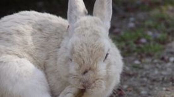 Hauterkrankung: Sebadenitis bei Kaninchen [12|21]