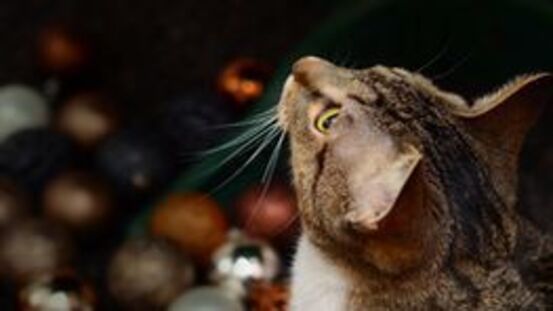 Verbrennungsgefahr: Kerzenflammen ziehen Katzen magisch an