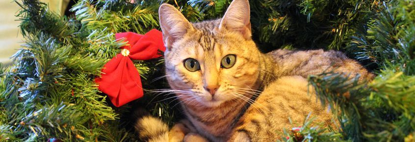 Christbaum & Co: ein gefährliches Spielzeug für Hund & Katze
