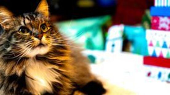 PetdoctorsRezept: Knusprige Weihnachten für Katzen