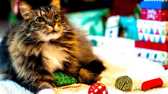 Ernährung, Katze, Leckerchen, Huhn, Käse, Fisch, Weihnachten, Dr. Andrea Triebl - Petdoctors [12|01|22]